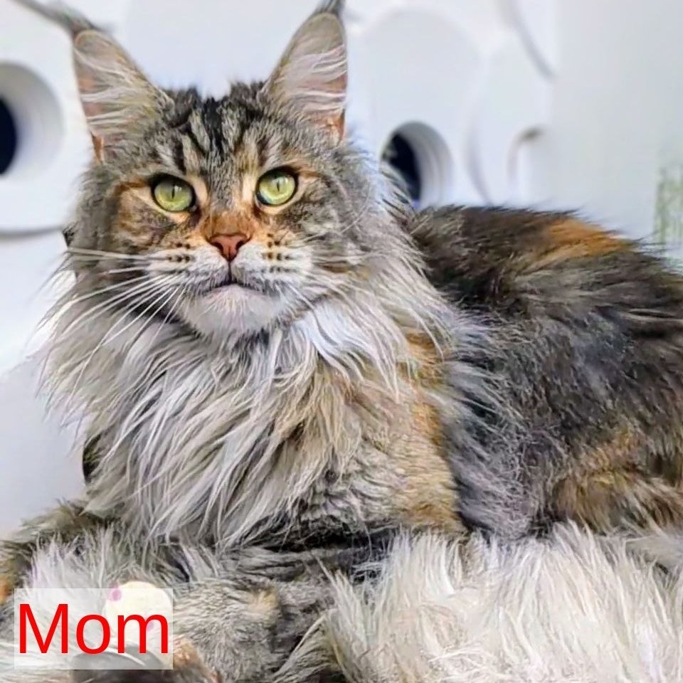 Yukon Maine Coon male, red silver tabby