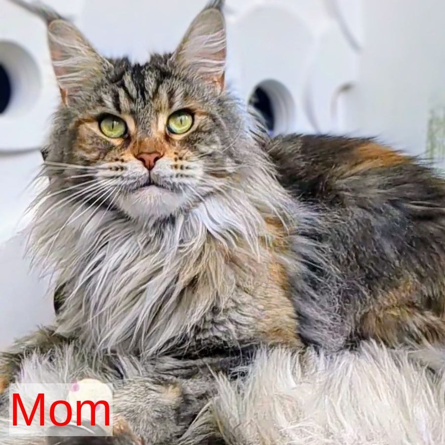 Yukon Maine Coon male, red silver tabby