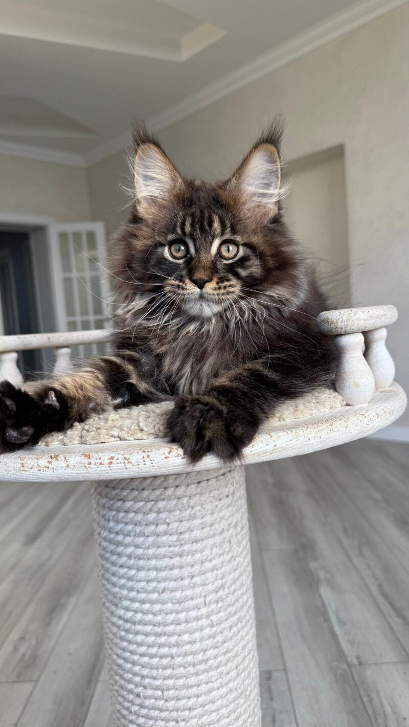 Unicum Maine Coon male, black tabby