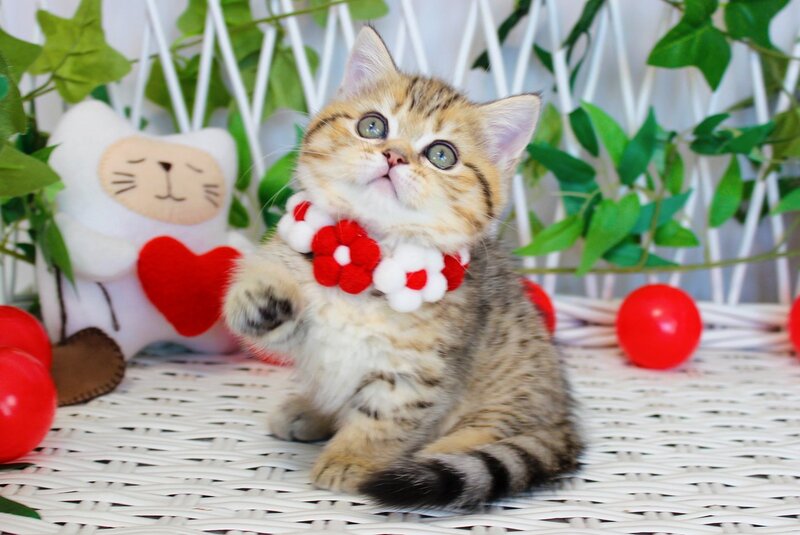 Freya Munchkin female, chocolate golden spotted tabby