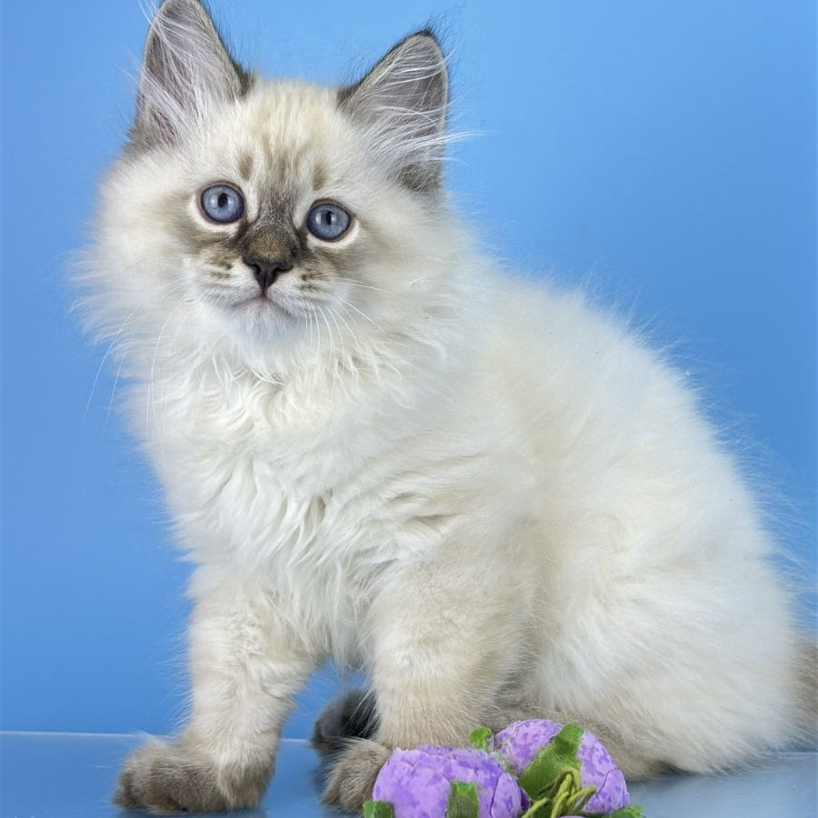 Archer Siberian male, black tabby pointed