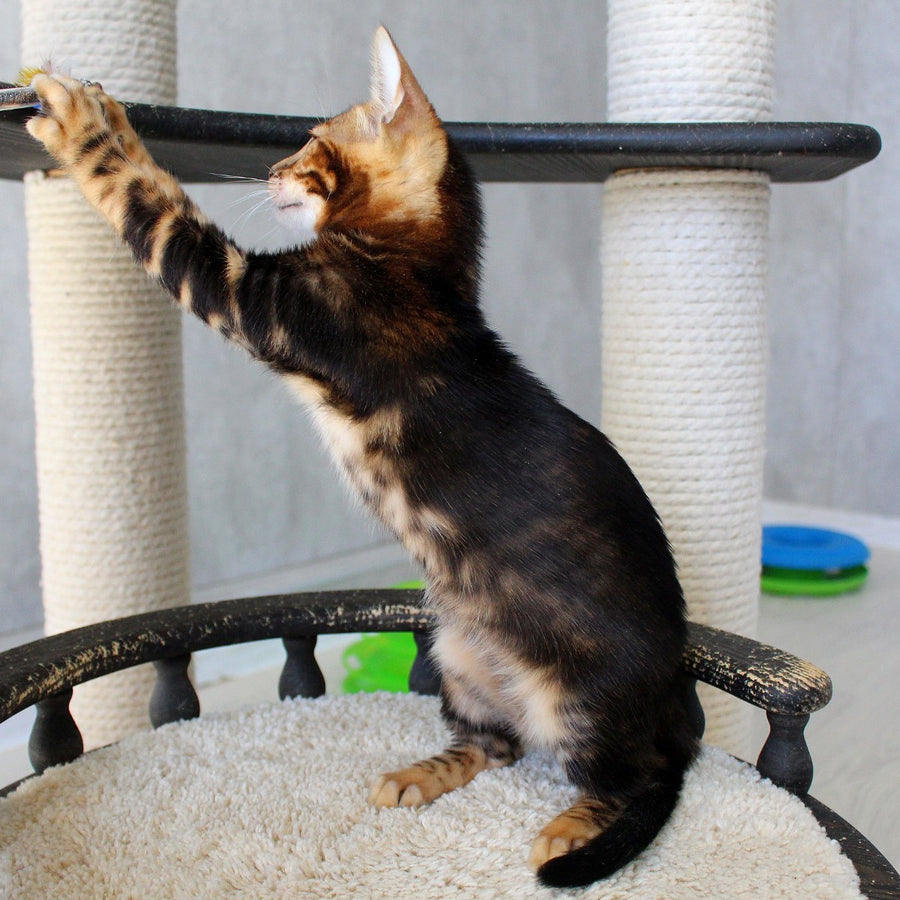 Emi Bengal female, black tabby