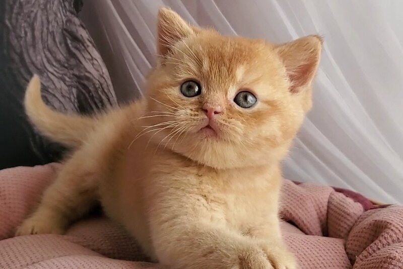 Urban British Shorthair male, red