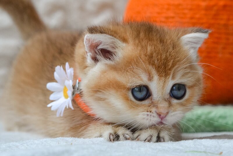 Claire British Shorthair female black golden shaded - live animals