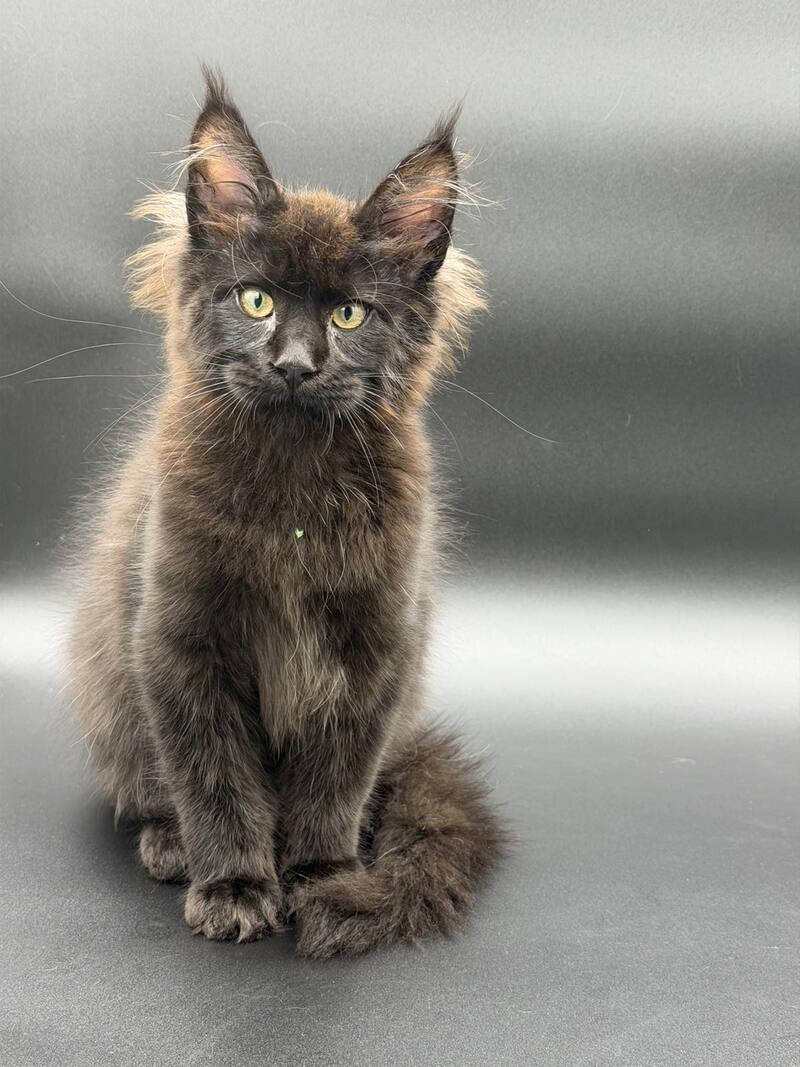 Frank Maine Coon male black - live animals