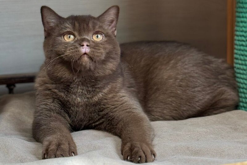Bootsman British Shorthair male, chocolate bicolour