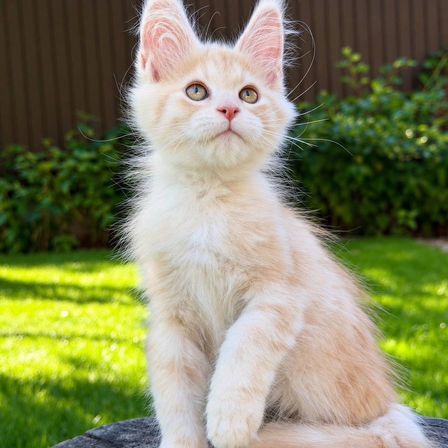 Nimfa Maine Coon female, red silver