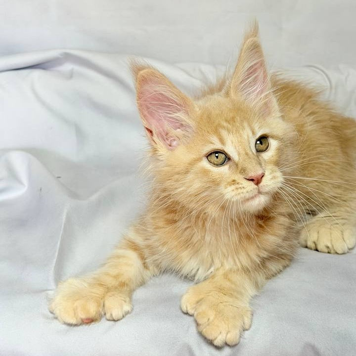 Lyndon Maine Coon polydactyl 5x5x6x6 male, cream silver tabby