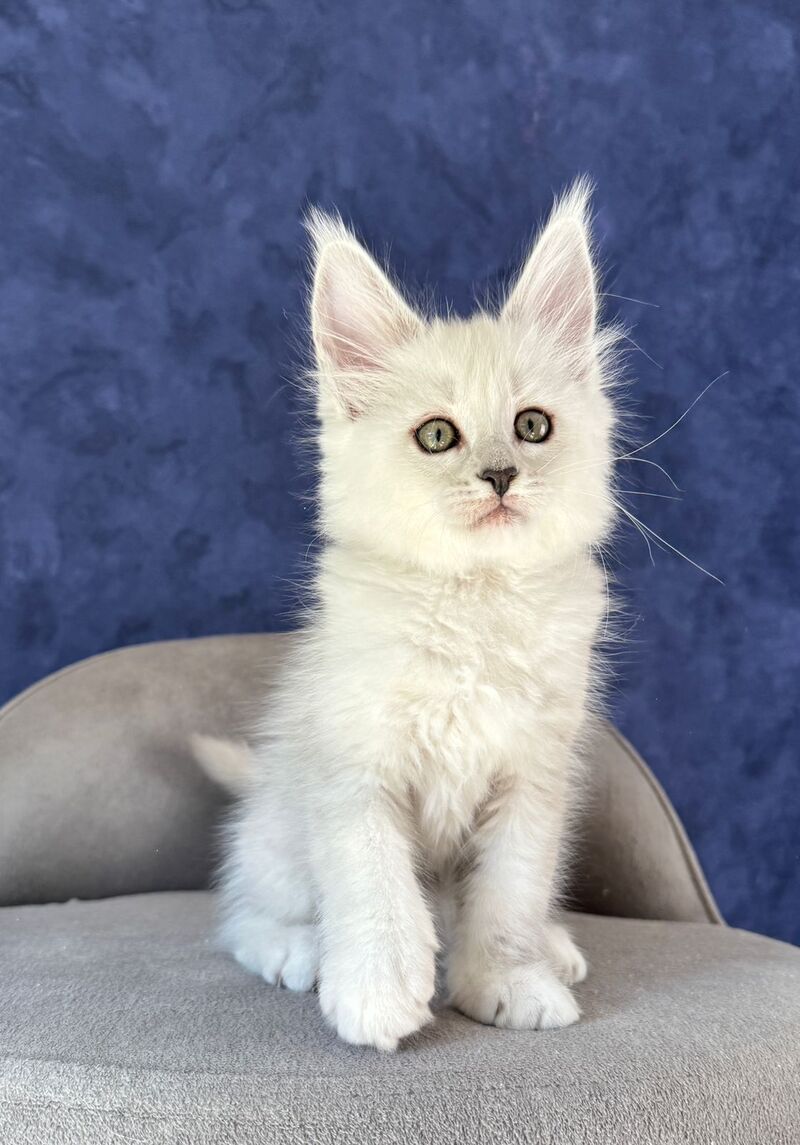 Zabawa Maine Coon female black silver shaded - live animals