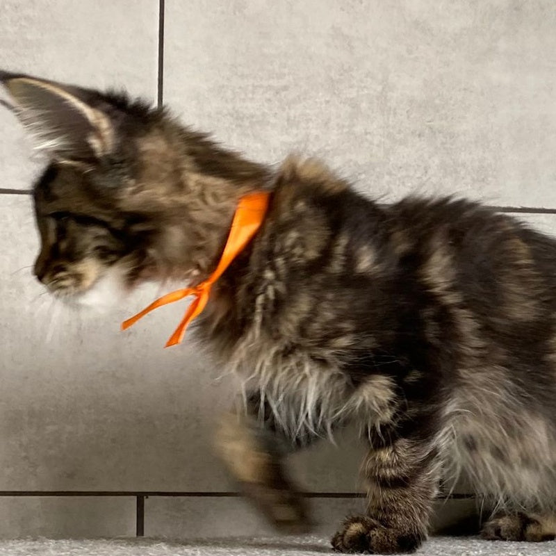 Toratau Maine Coon female, black tabby