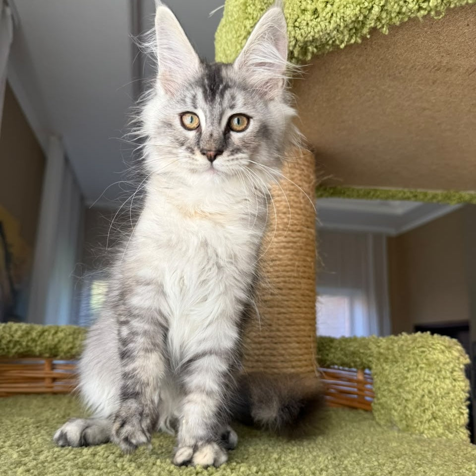 Jamaica Maine Coon female, black tortie silver ticked tabby