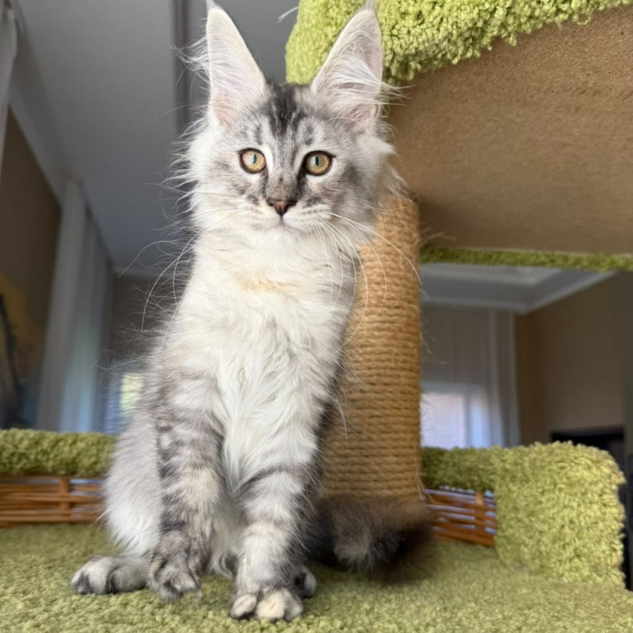 Jamaica Maine Coon female, black tortie silver ticked tabby