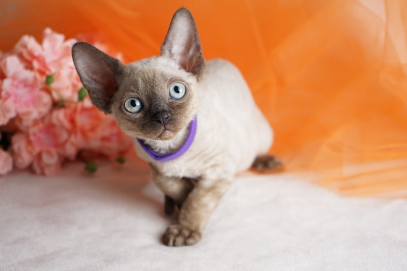 Nona Devon Rex female chocolate pointed - live animals