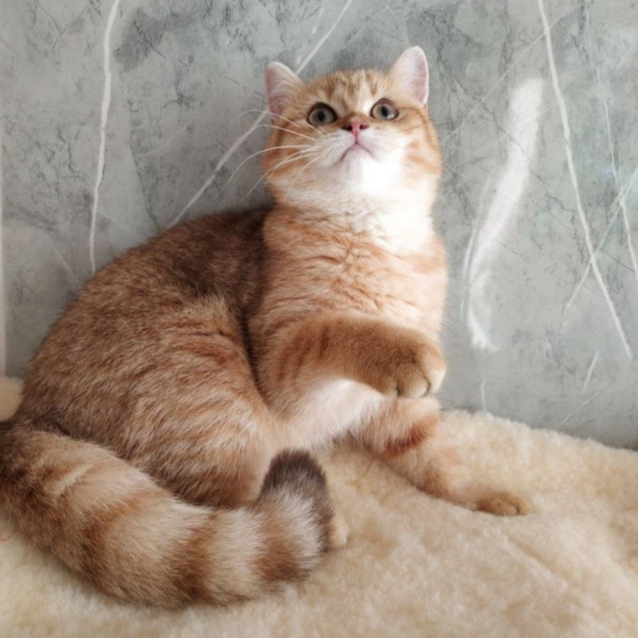 Agatha British Shorthair female, chocolate golden spotted tabby