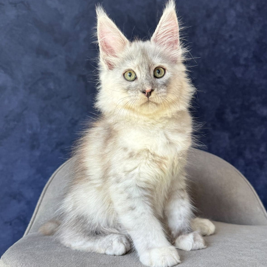Piatnica Maine Coon female, black tortie silver ticked tabby