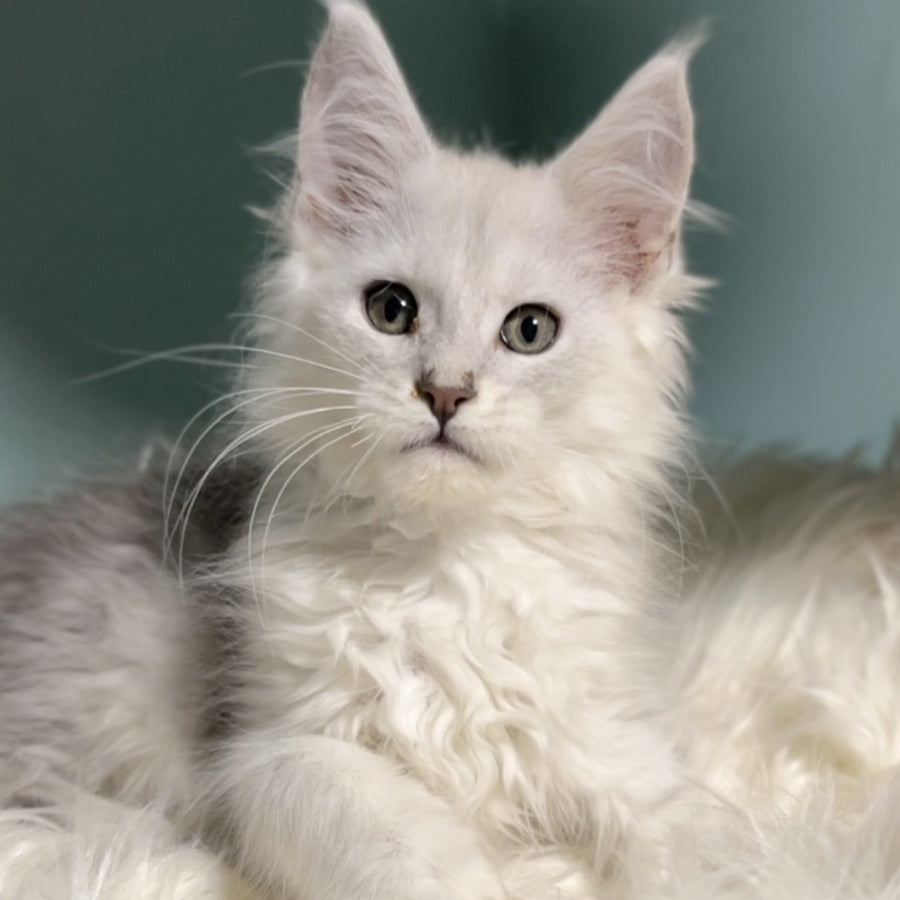 Gotham Maine Coon male, blue silver shaded