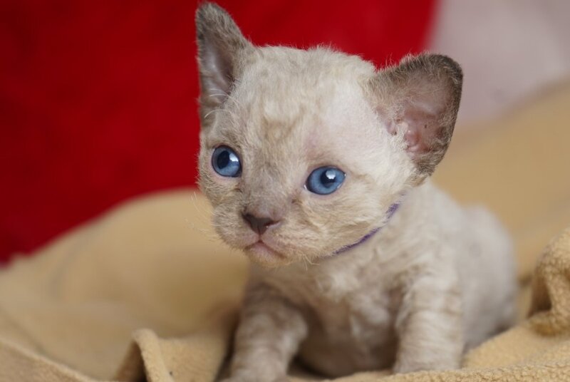 Naila Devon Rex female chocolate pointed - live animals