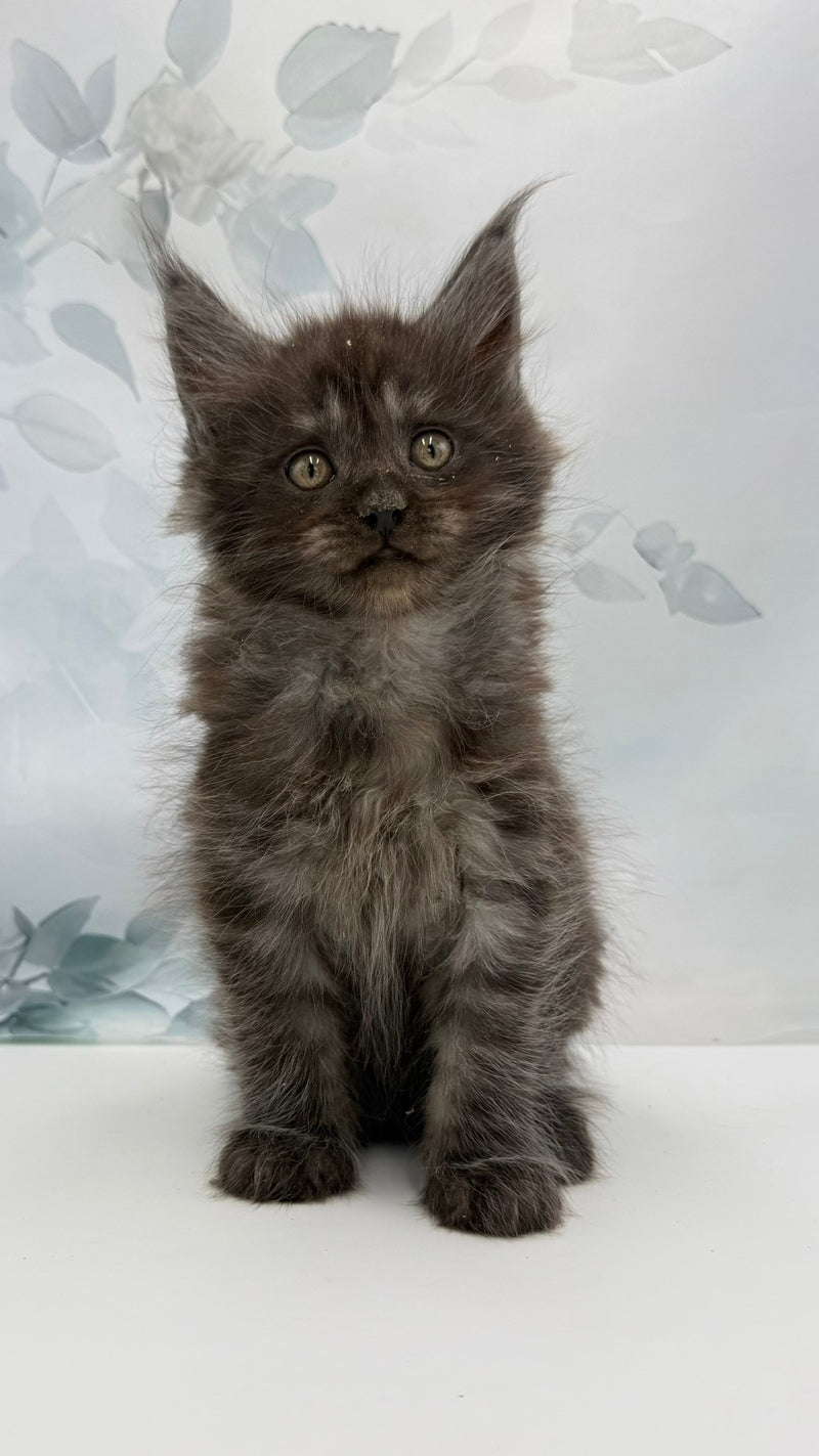 Angor Maine Coon male, black silver