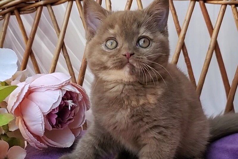 Sherry British Shorthair female, cinnamon tortie