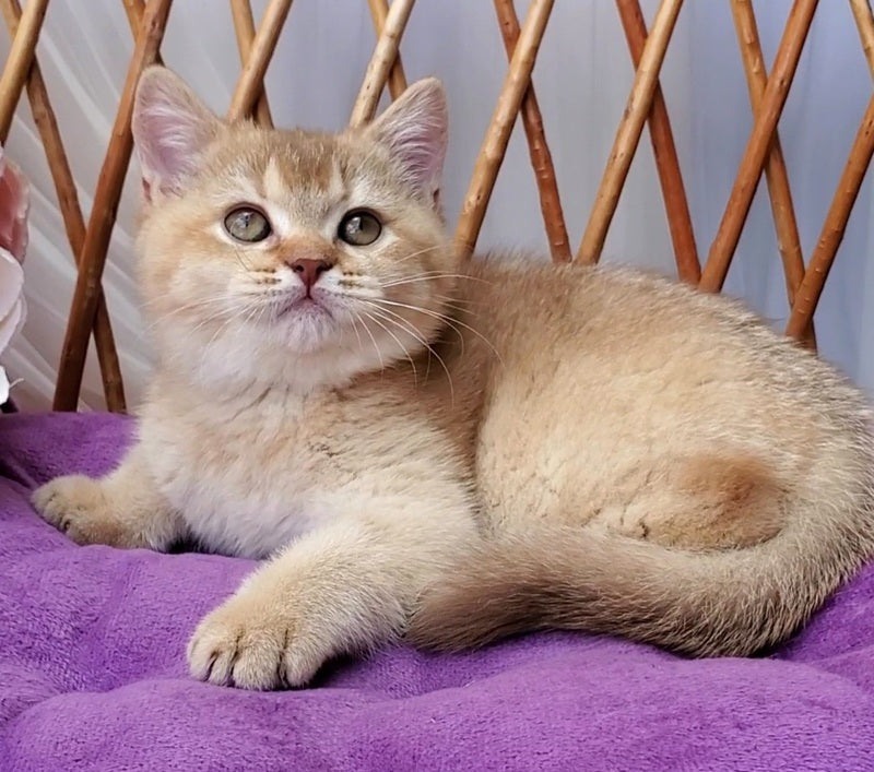 Ralph British Shorthair male cinnamon golden shaded - live animals