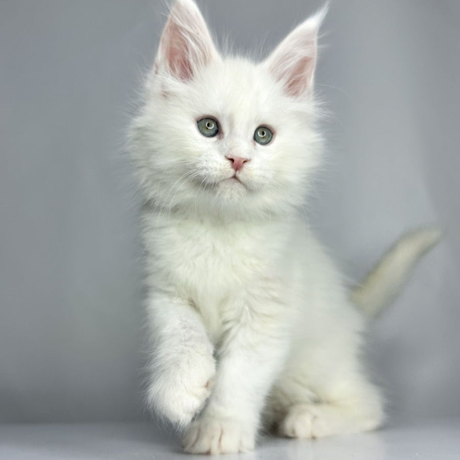 Gordey Maine Coon male, white