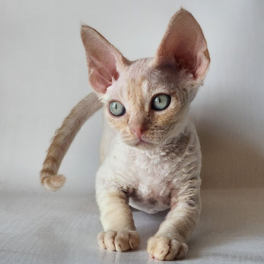 Oskar Devon Rex male, cream