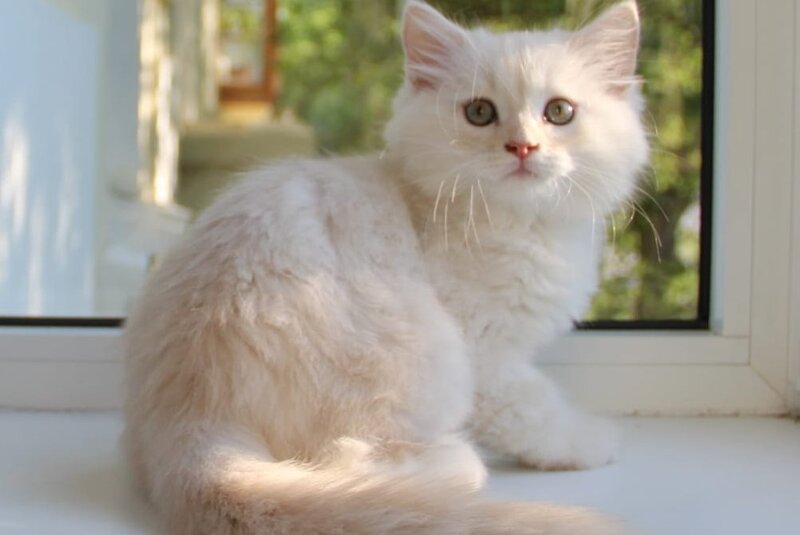 Luka Siberian male cream silver tabby - live animals