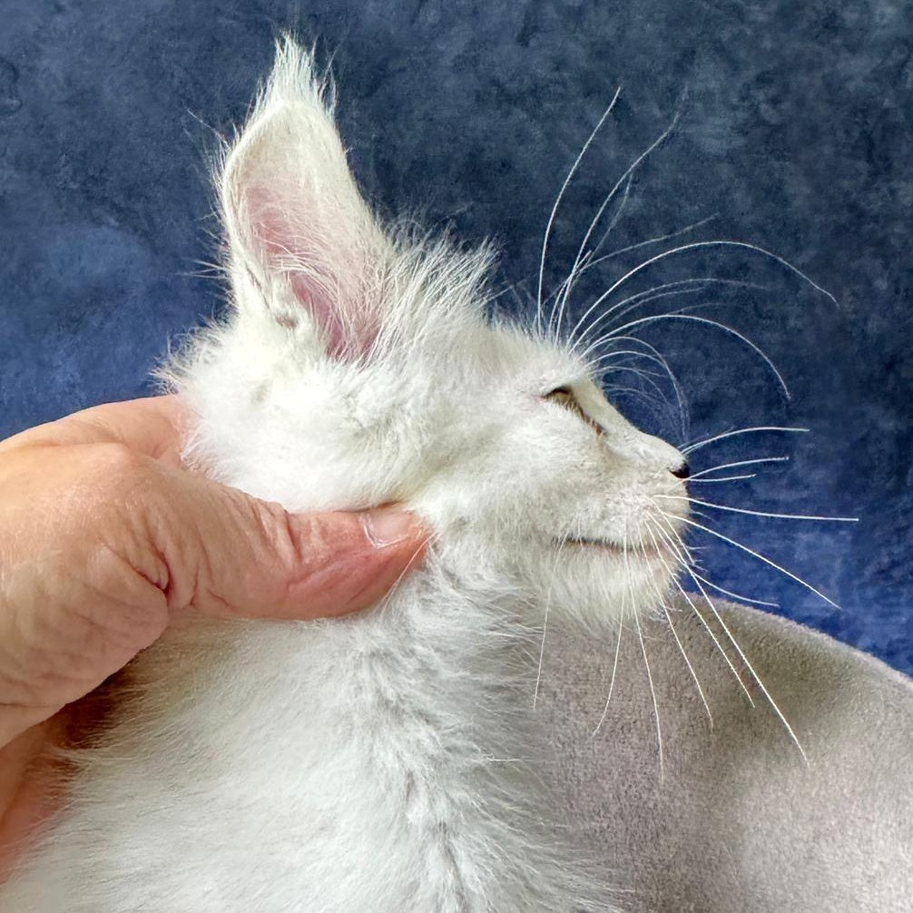 Yoshi Maine Coon male, black silver shaded