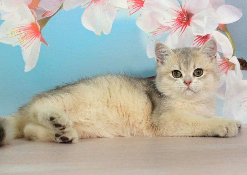Princess British Shorthair female blue golden shaded - live animals