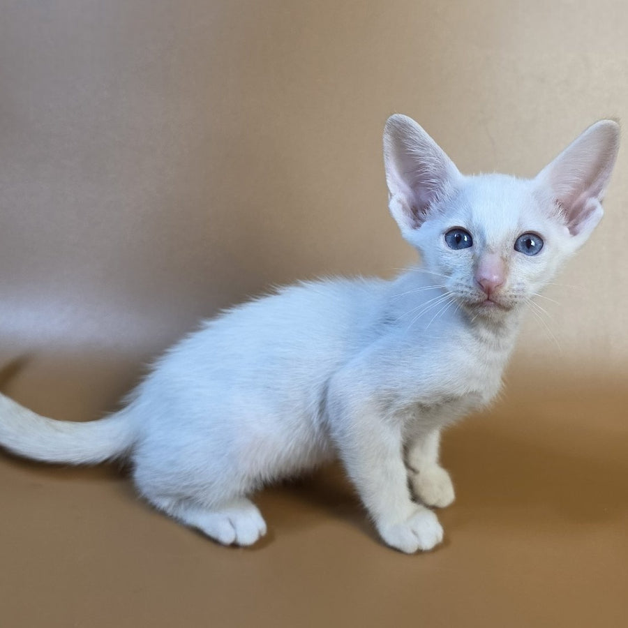 Eclair Siamese male, red