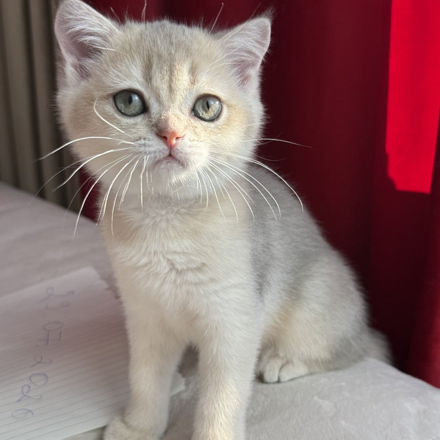 Elbert Scottish Straight male, blue golden shaded