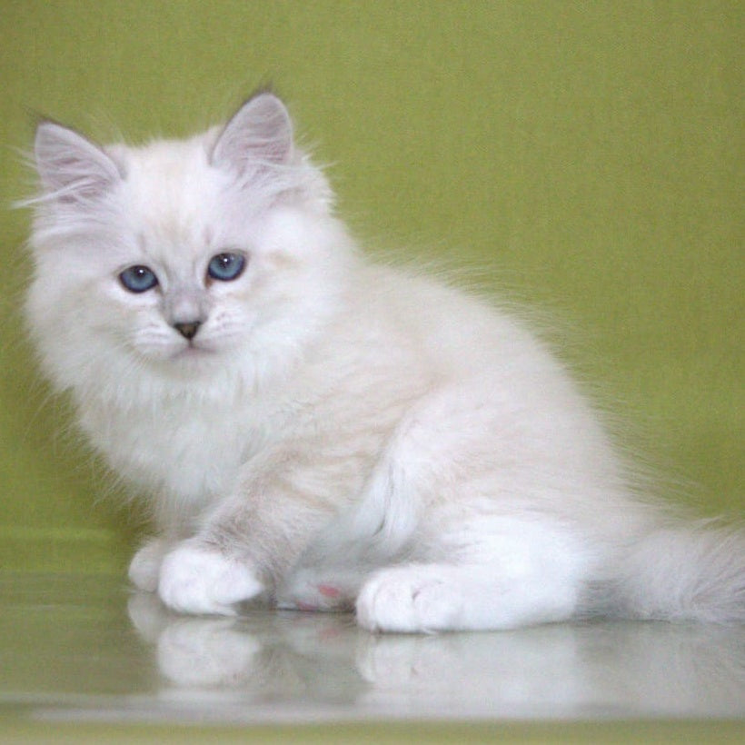 Heather Siberian female, black with white tabby pointed