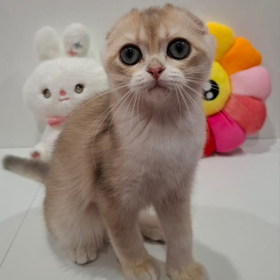 Xavier Scottish Fold male, blue golden chinchilla