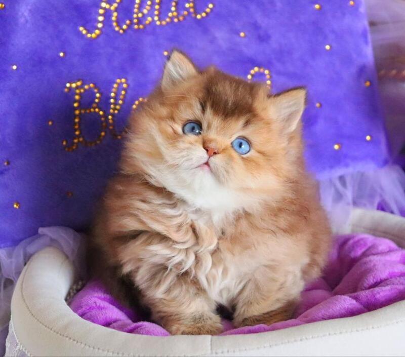 Billi British Longhair male chocolate golden ticked tabby - live animals