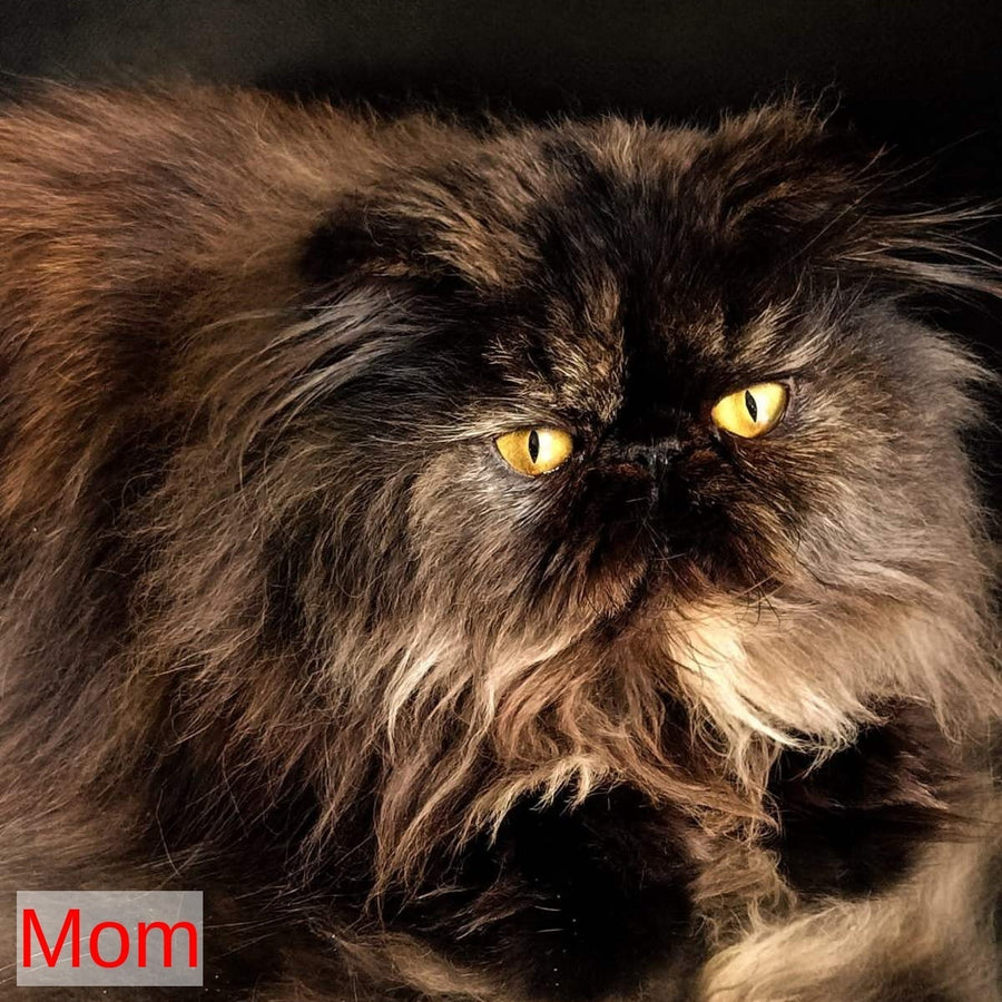 Savena Persian female, black tortie