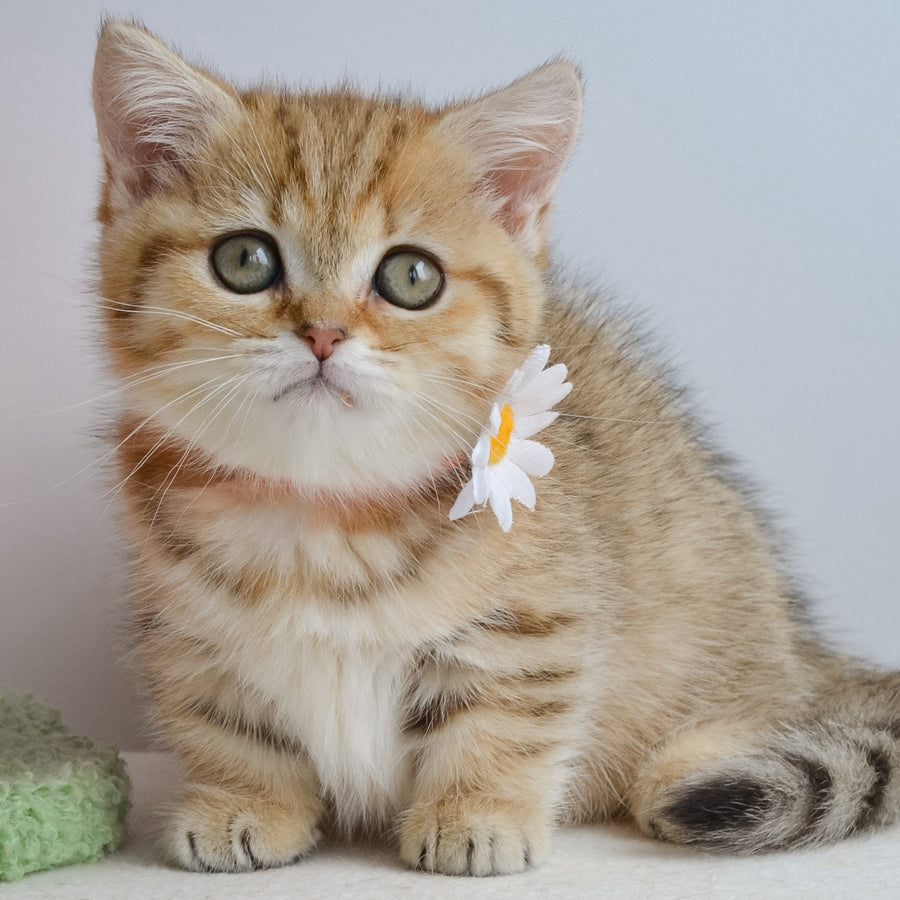 Ines Munchkin female, black golden spotted tabby