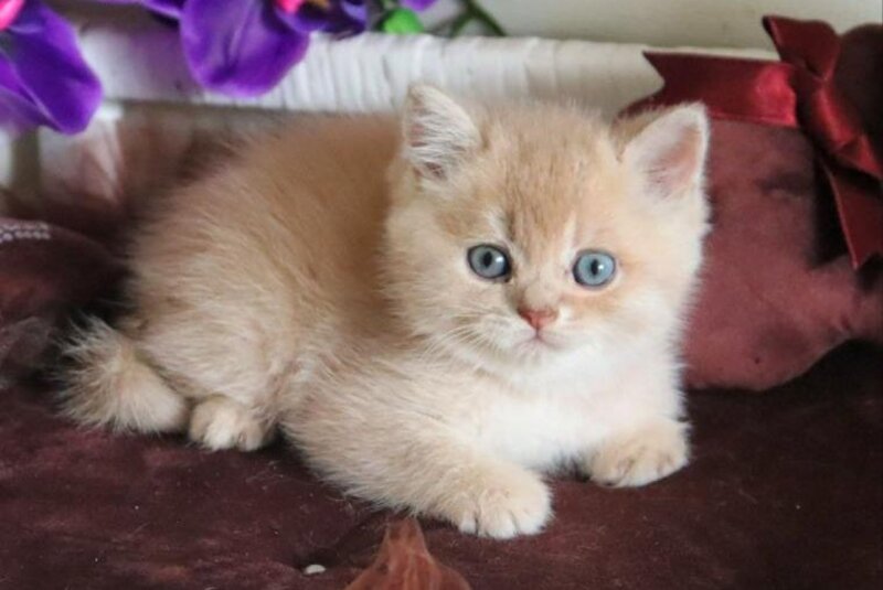 Stoun British Shorthair male, lilac golden shaded