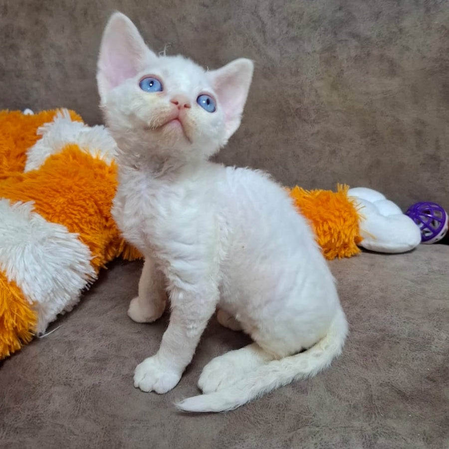 Genri Devon Rex male, white