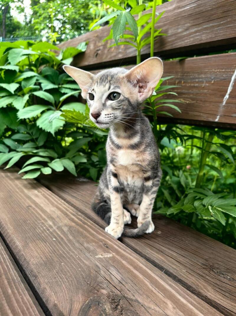 Mauti yeti Oriental Shorthair female blue tortie tabby - live animals
