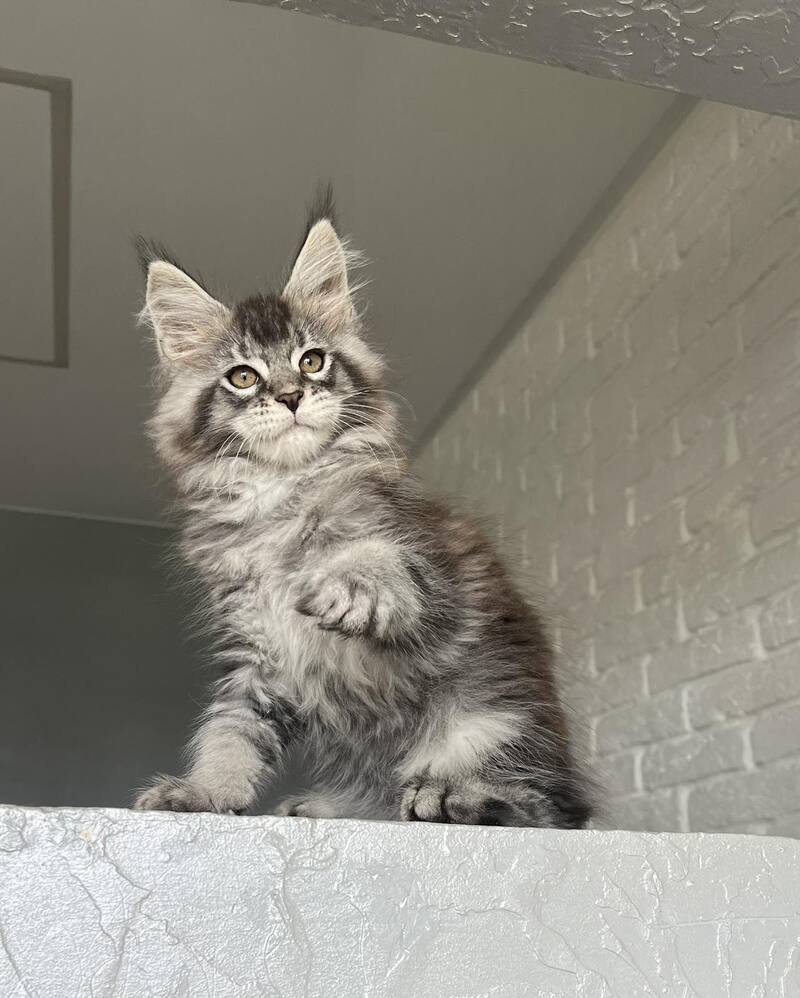 Xan Maine Coon male black silver ticked tabby - live animals