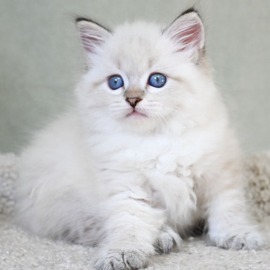 Karat Siberian male, black tabby pointed