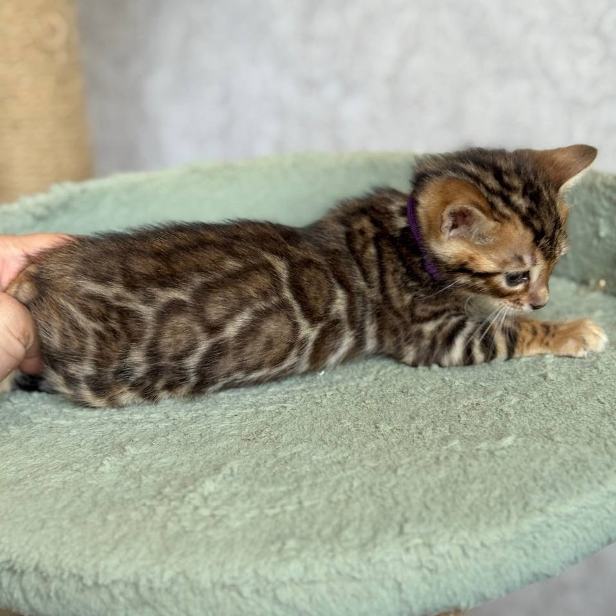 Edison Bengal male, black spotted tabby