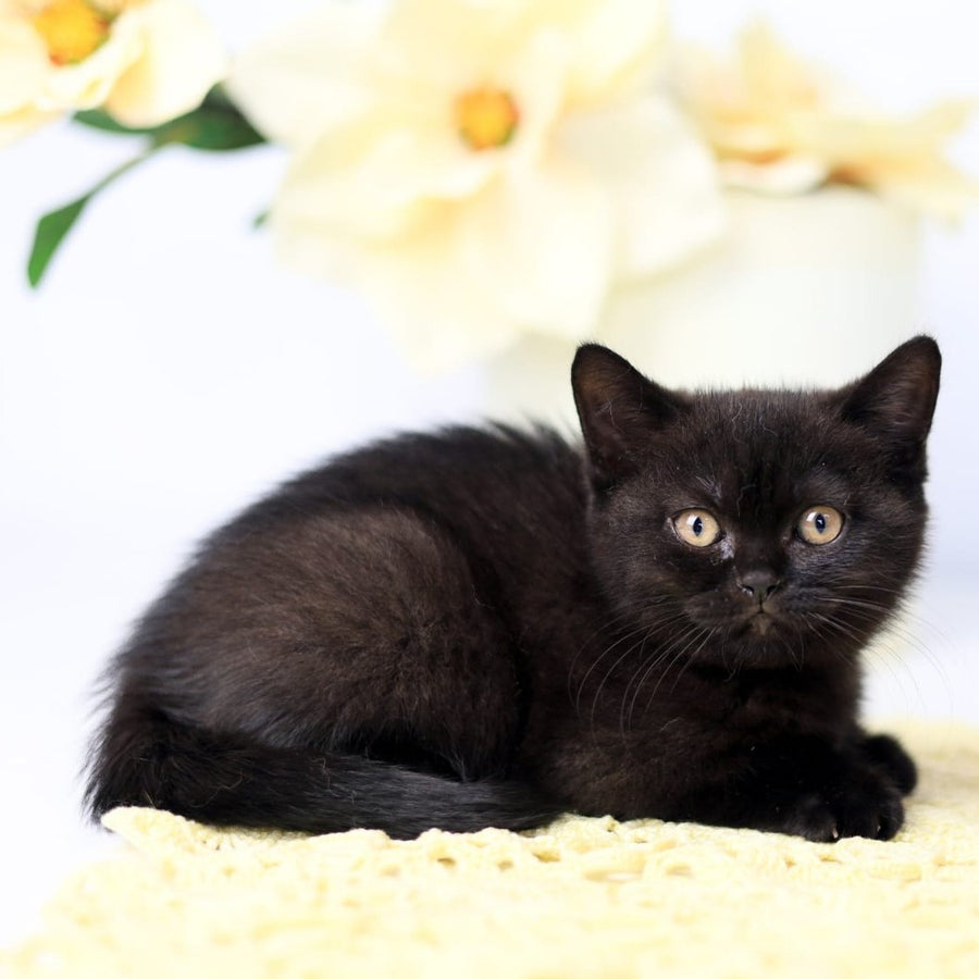 Yanka British Shorthair female, black