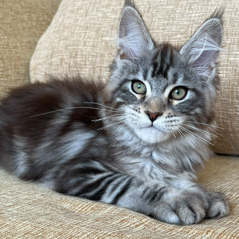 Bruno Maine Coon male, black silver tabby