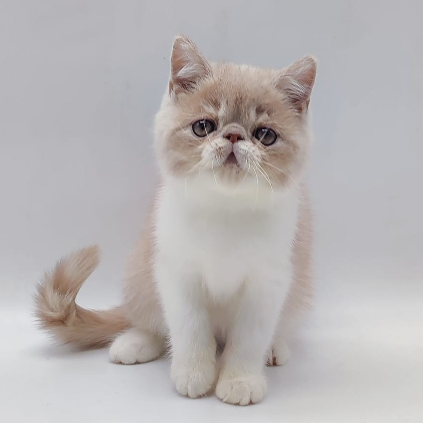 Kira Exotic female, cream bicolour