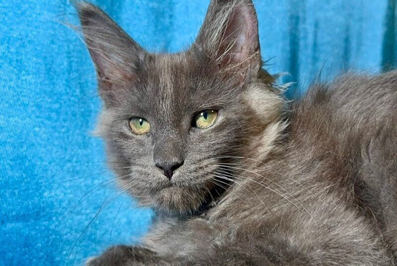 Maikl Maine Coon male, black silver