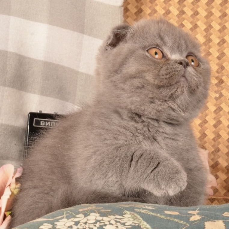 Muffin Munchkin male, blue