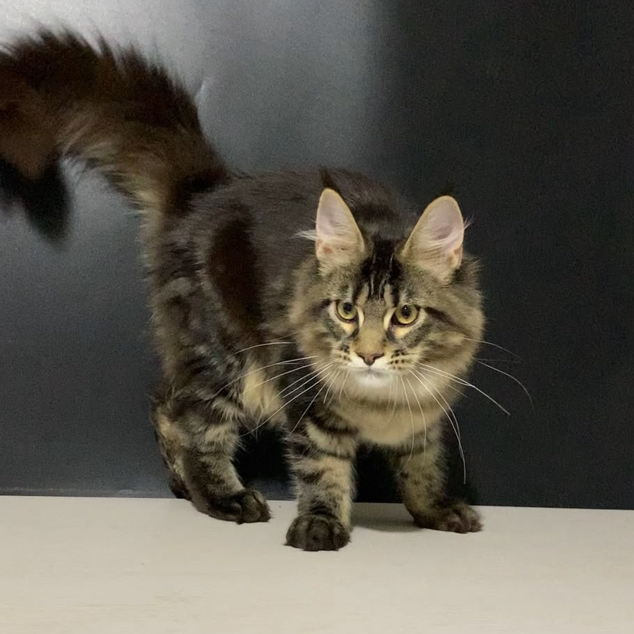 Tropicana Maine Coon female, black tabby