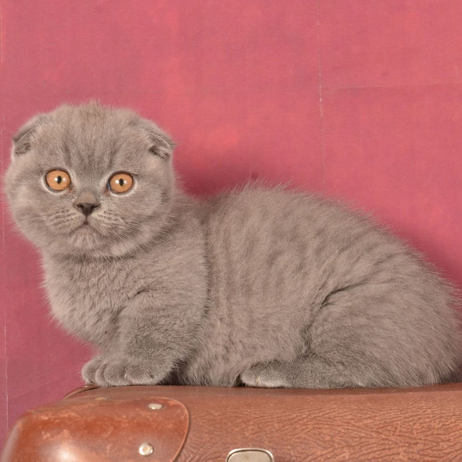 Marshmellow Munchkin male, blue
