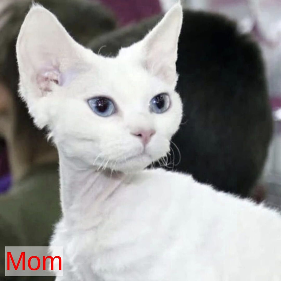 Fabio Devon Rex male, white